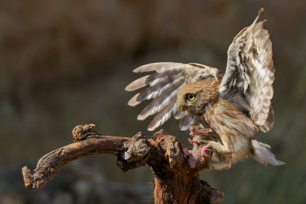 Little Owl Hunting Prey by David Manusevich — canvas wall art
