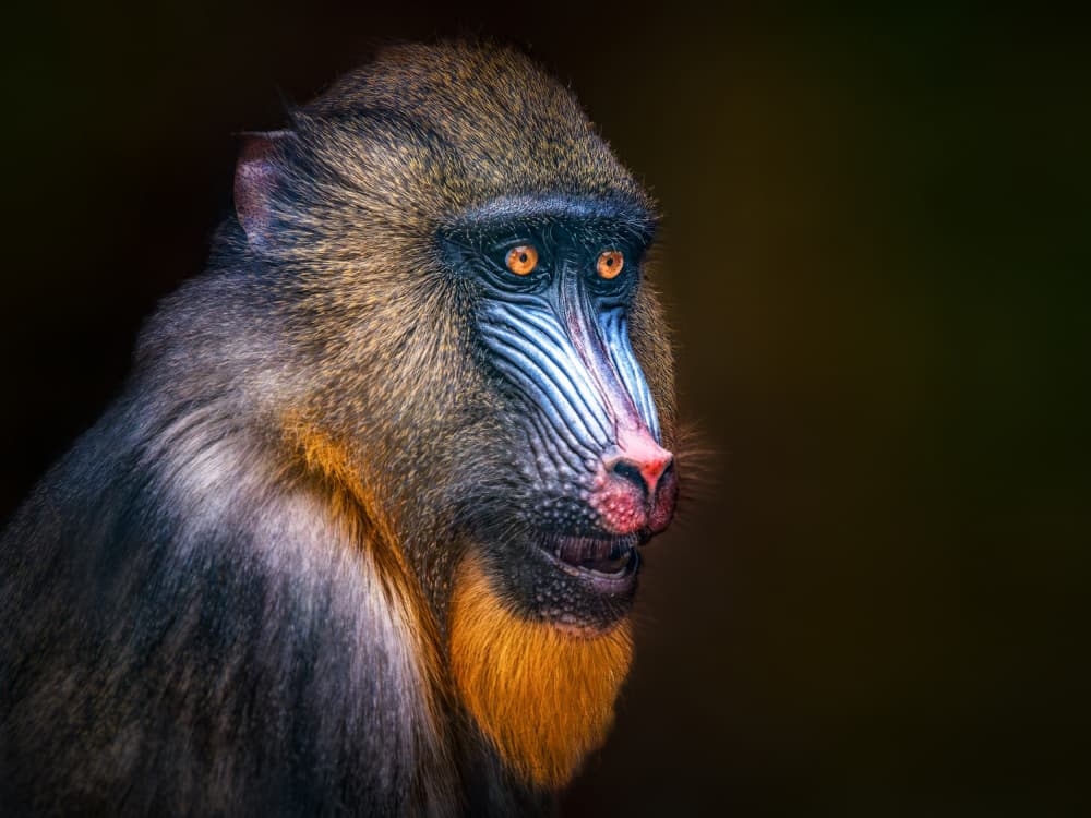 Vibrant Mandrill Gaze by Ilona Rosenkrancová — canvas wall art