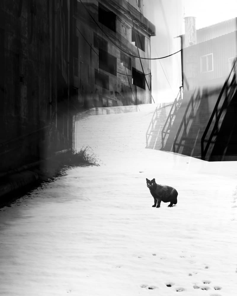 Lonely Black Cat Snow by Wanjae Choi — canvas wall art