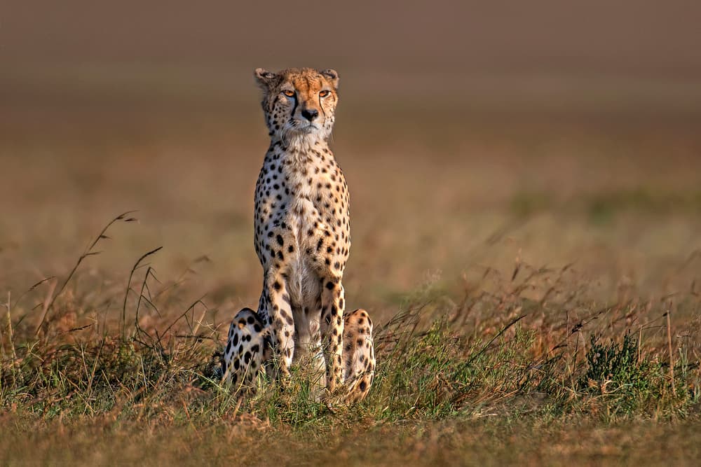 Alert Cheetah Gaze by Xavier Ortega — canvas wall art