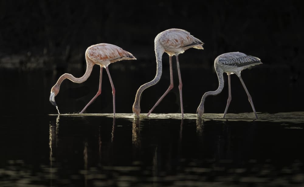 Elegant Flamingos Feeding by Betty Liu — canvas wall art