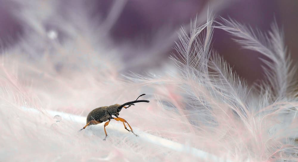 Weevil on Soft Feathers by Thierry Dufour — canvas wall art
