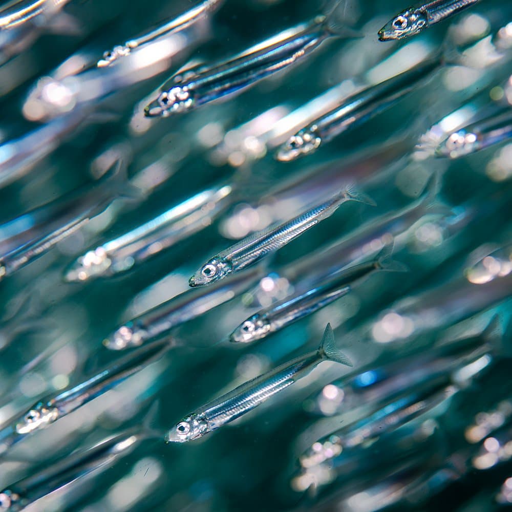 Shimmering Schooling Fish by Hidenori Sono — canvas wall art