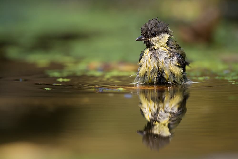 Bathing Great Tit by Marco Pozzi — canvas wall art