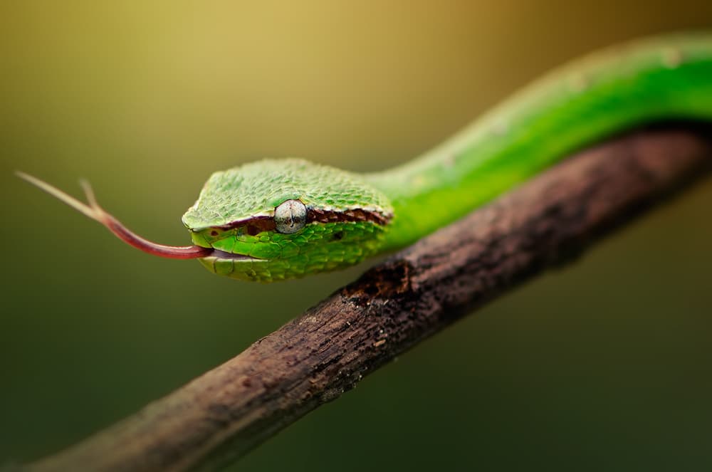 Vibrant Green Viper by Rooswandy Juniawan — canvas wall art