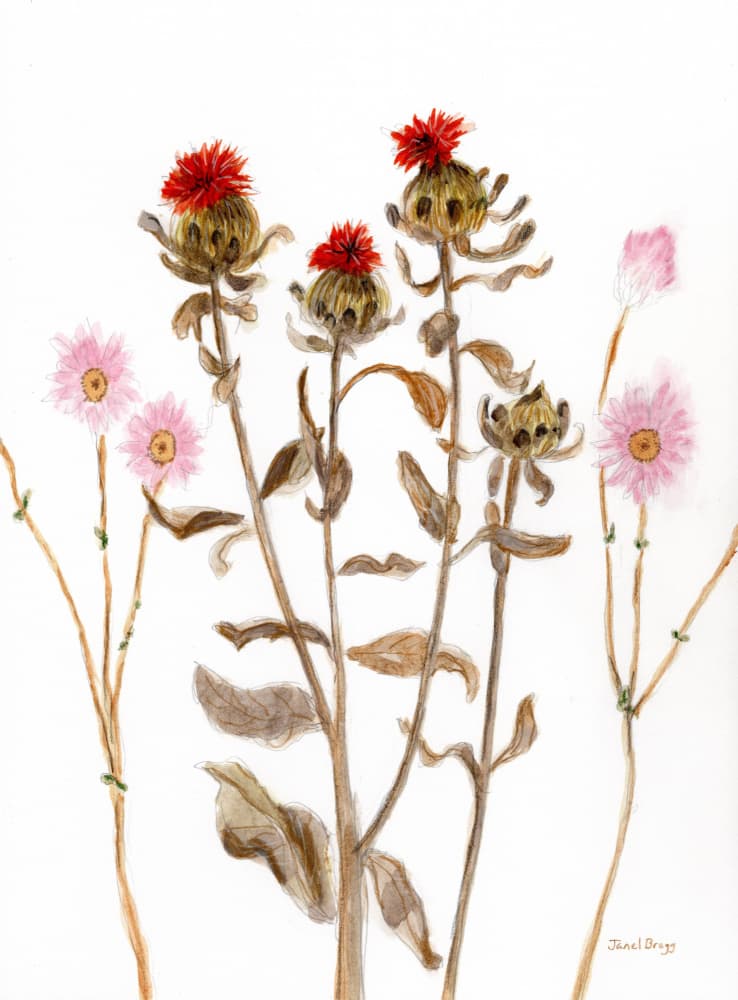 Dried Thistle Botanical by Janel Bragg — canvas wall art