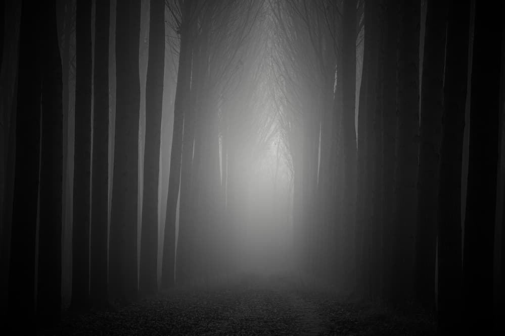 Mysterious Foggy Forest by TONY GORAN — canvas wall art