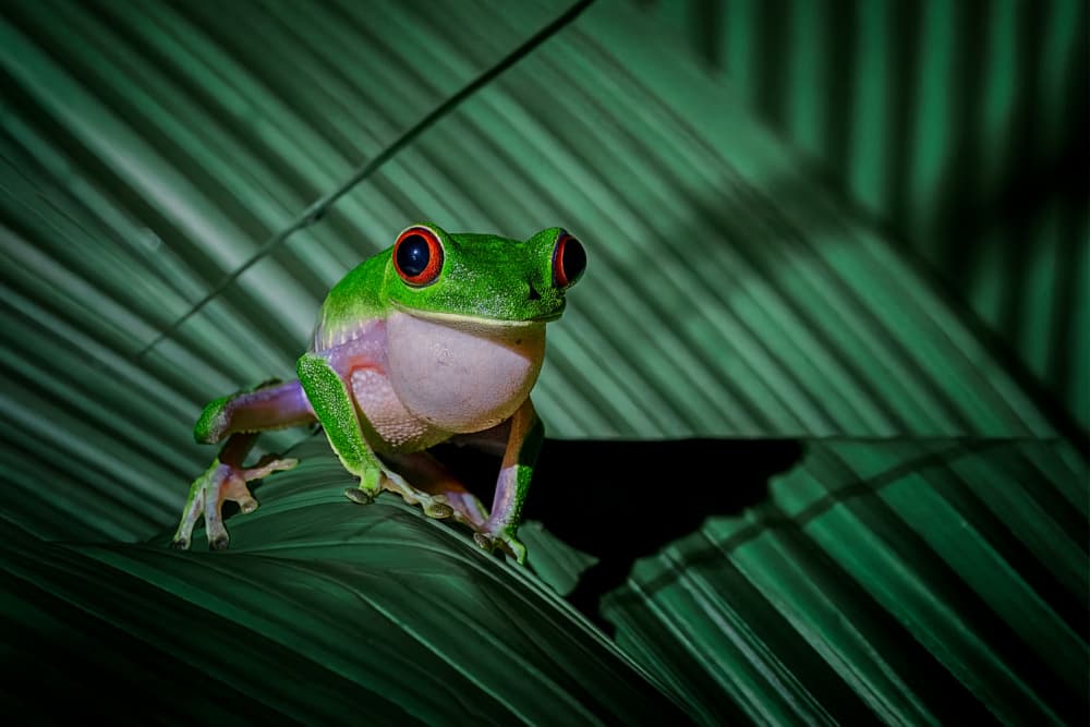 Vibrant Red Eyed Treefrog by Siyu_Wei APA — canvas wall art