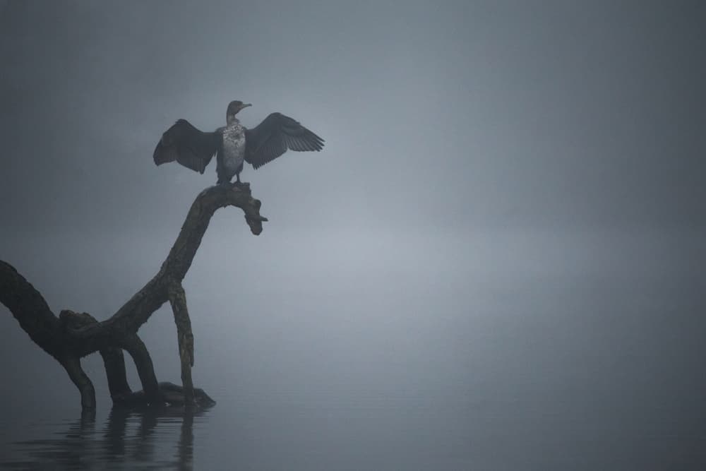Cormorant In Morning Fog by Roelof de Hoog — canvas wall art