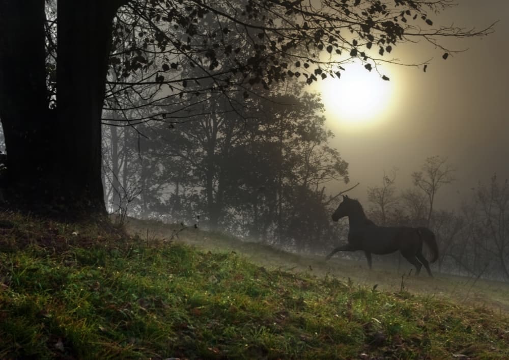 Misty Morning Horse by Milan Malovrh — canvas wall art
