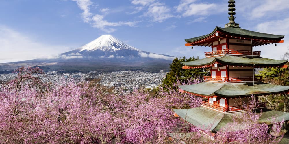 Cherry Blossom Fuji Pagoda by Melanie Viola — canvas wall art