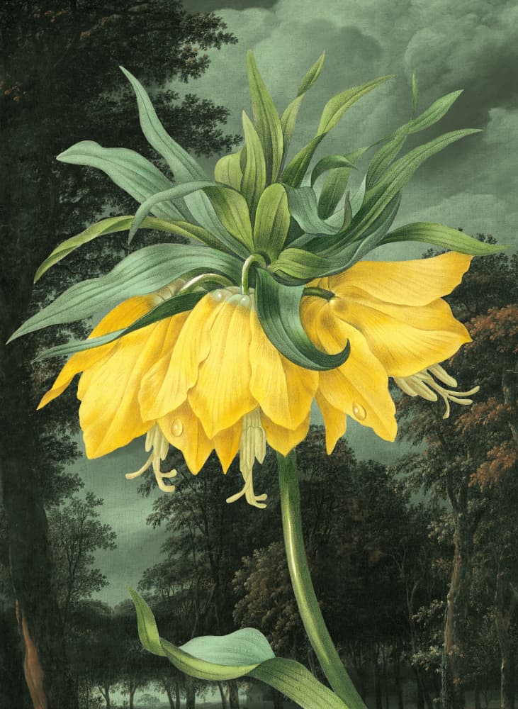 Elegant Yellow Bloom by Marja van den Hurk — canvas wall art