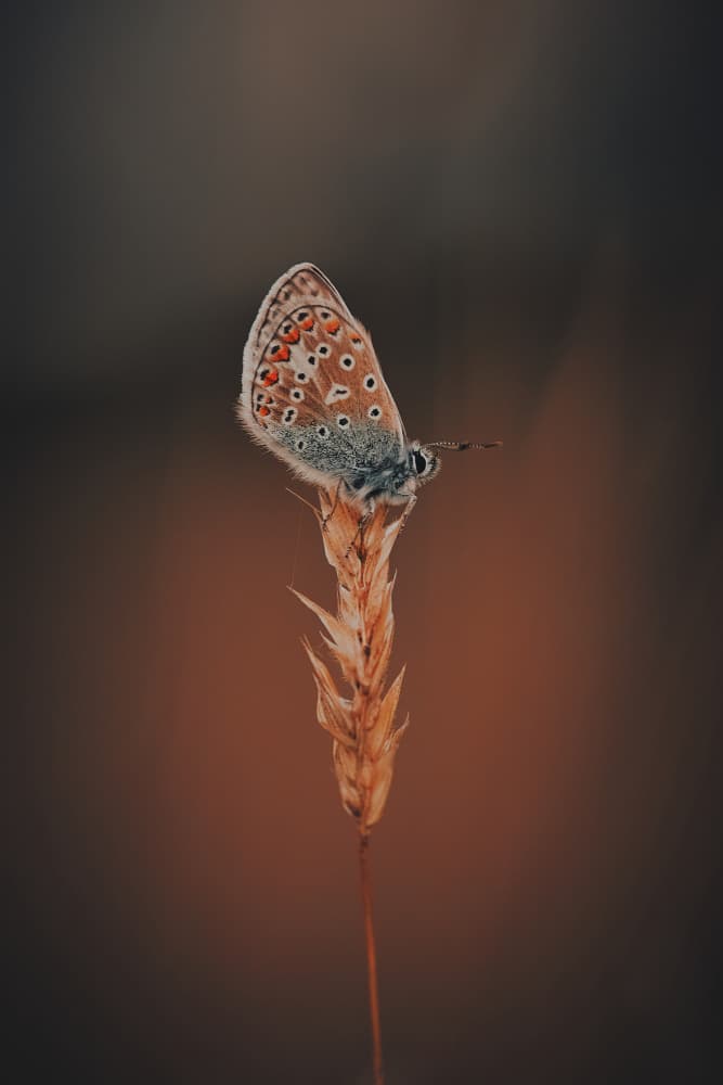 Delicate Butterfly Perched by Stuart Williams — canvas wall art