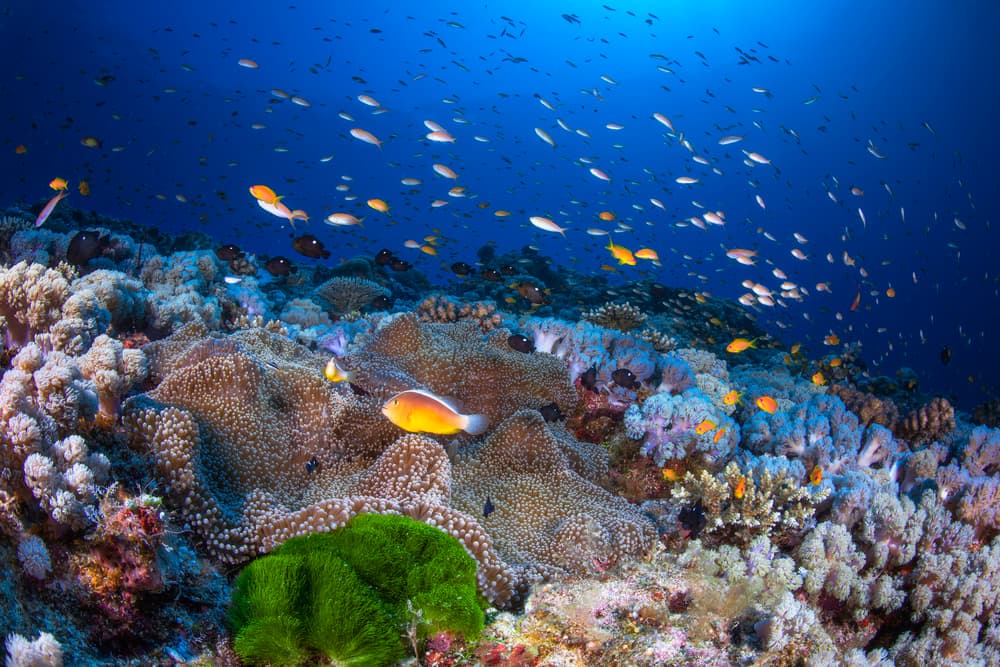 Vibrant Coral Reef Life by Barathieu Gabriel — canvas wall art