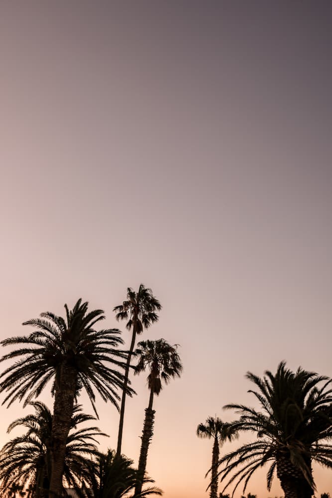 Twilight Palms by Shot by Clint — canvas wall art