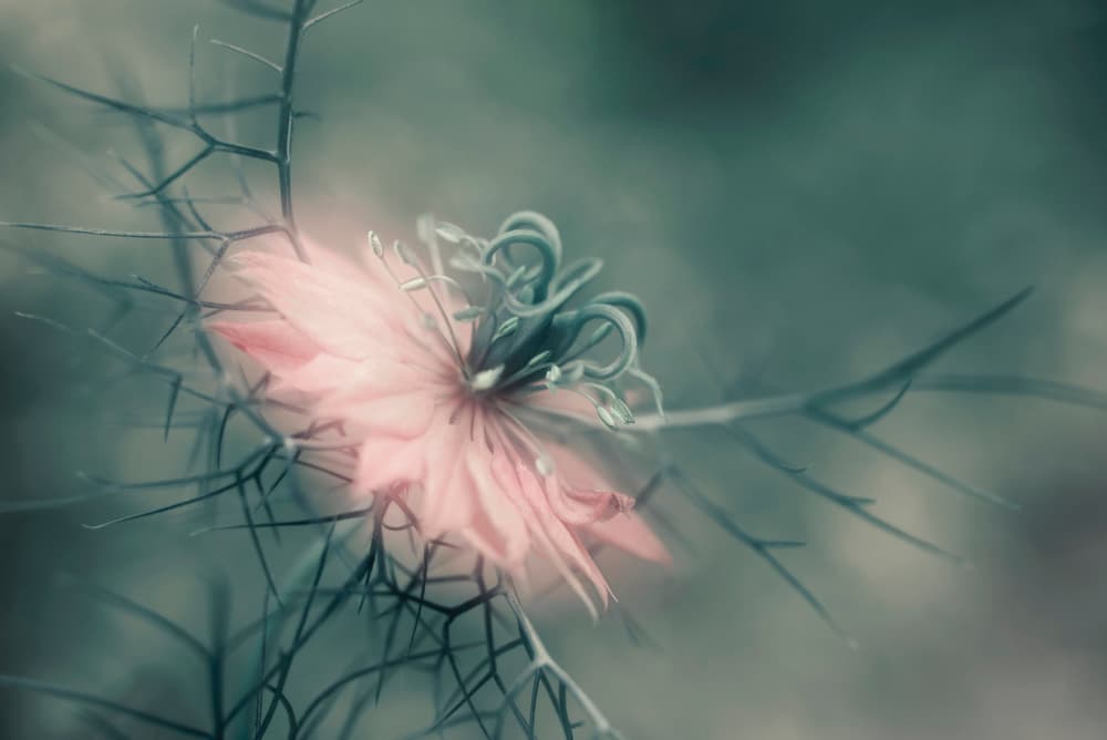 Pink Ethereal Bloom by Heidi Westum — canvas wall art
