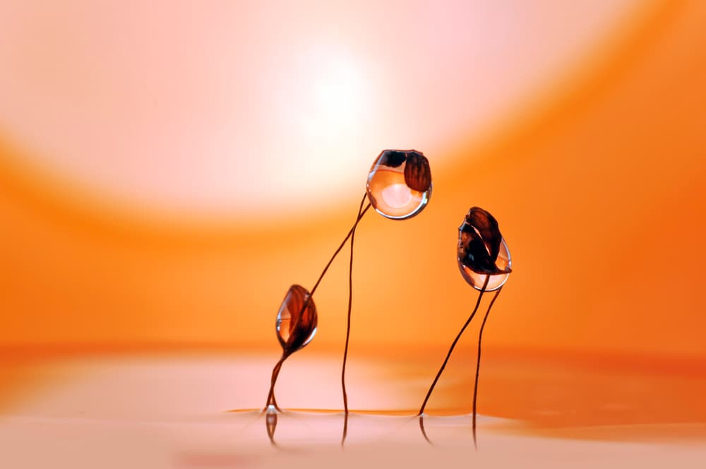 Serene Orange Drops by Heidi Westum — canvas wall art