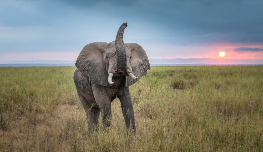 African Elephant Sunset by Jeffrey C. Sink — canvas wall art