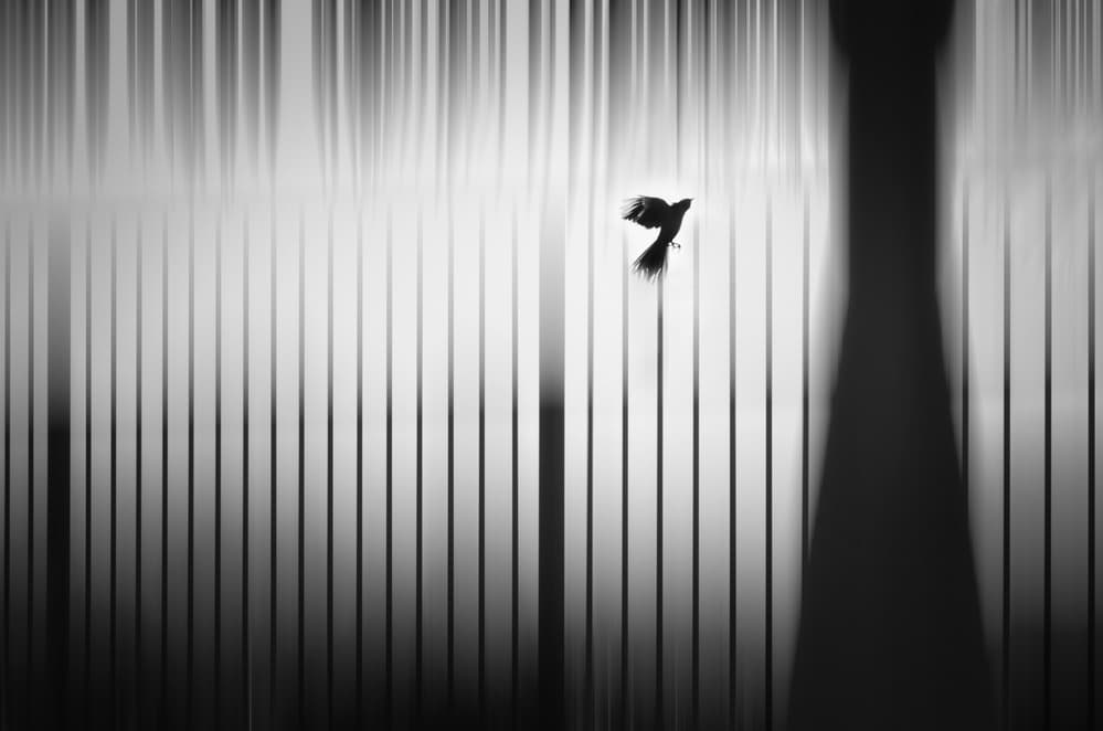Flying Bird Lines by Leah Guo — canvas wall art