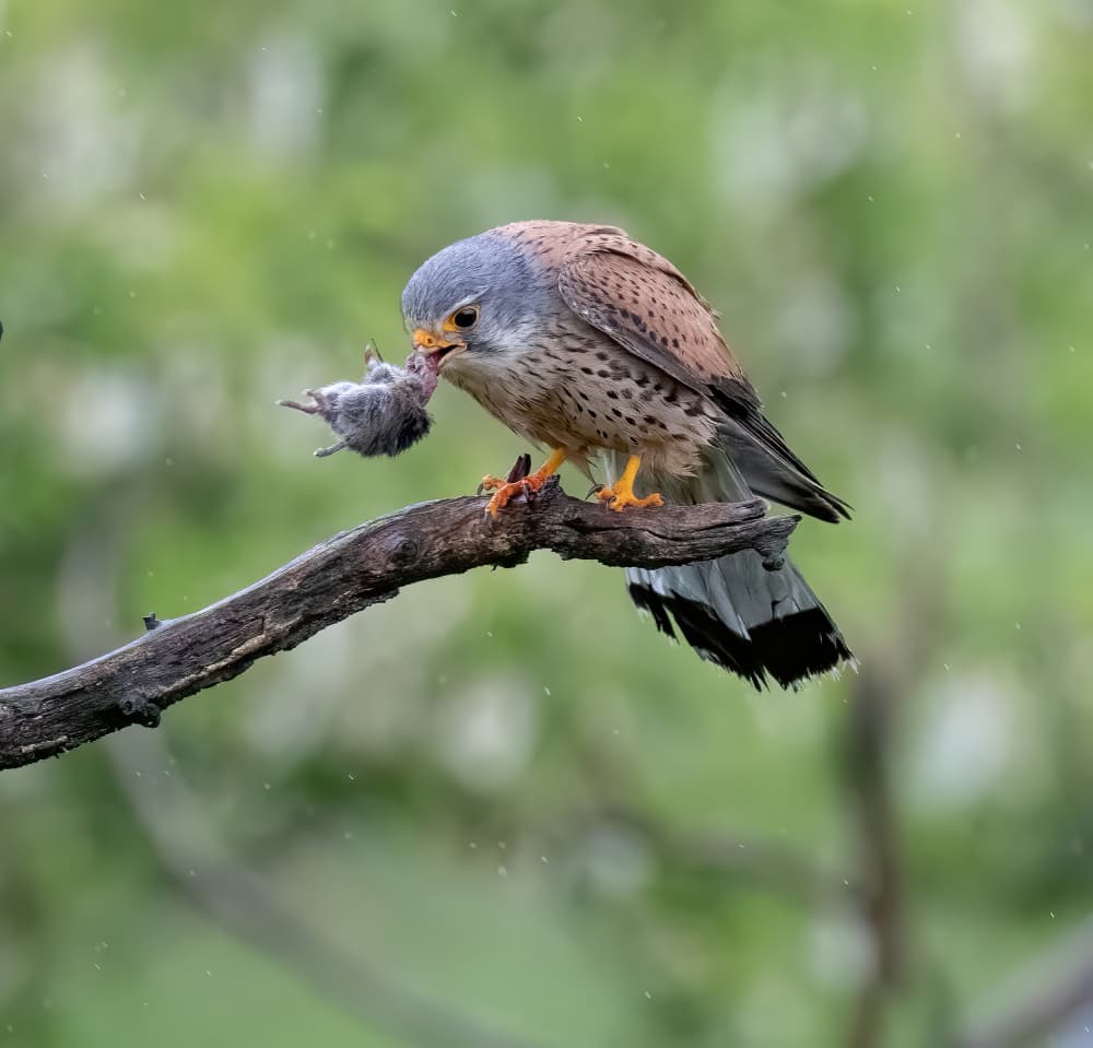 Kestrel Eating Prey by Judy Tseng — canvas wall art