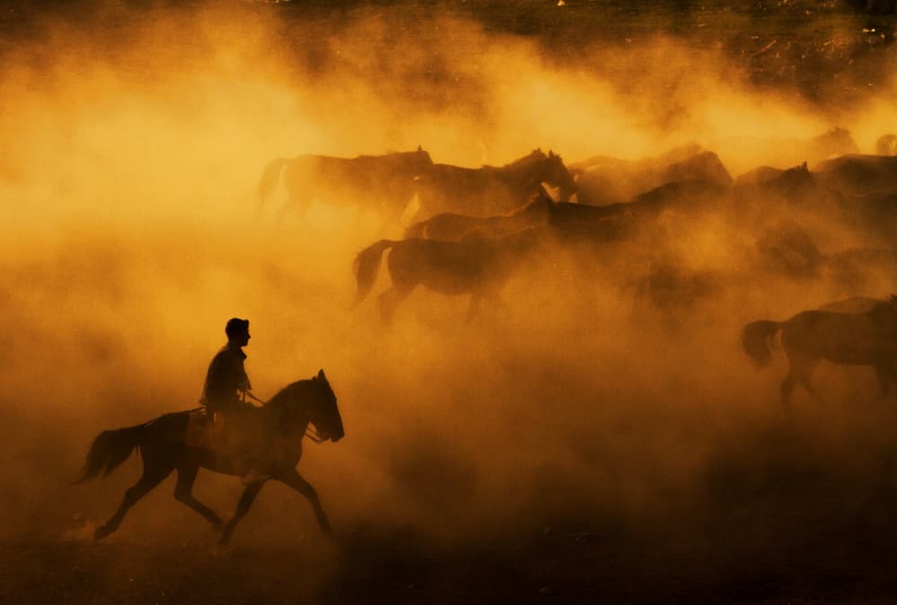 Golden Hour Horses by Feyzullah Tunç — canvas wall art