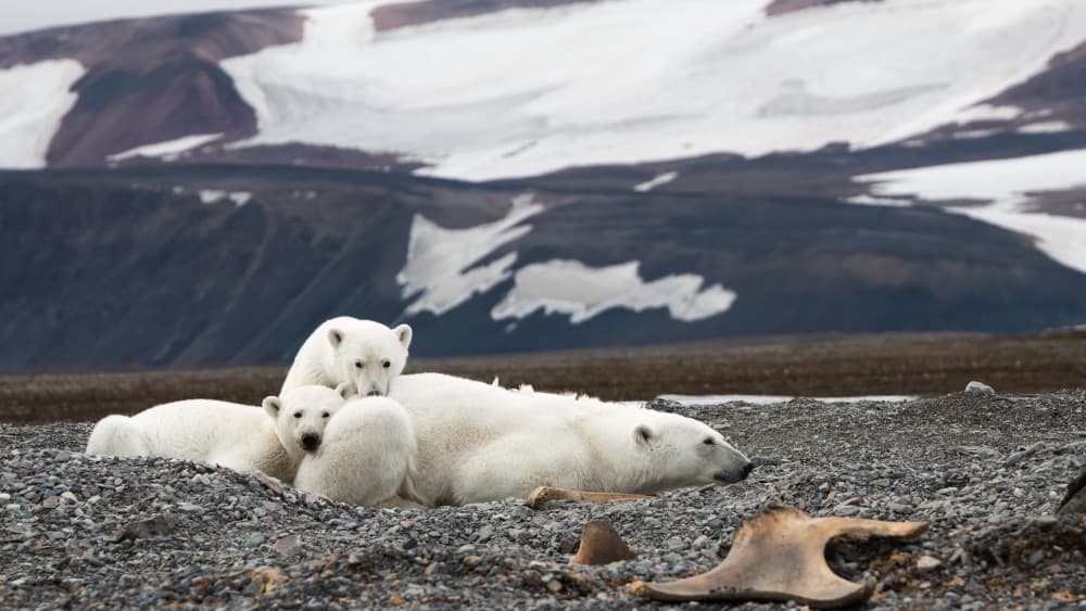 Polar Bear Family by Som Prasad — canvas wall art