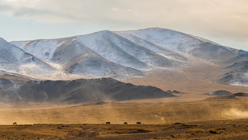 Wild Horses Golden Steppe by HIRAK BHATTACHARJEE — canvas wall art
