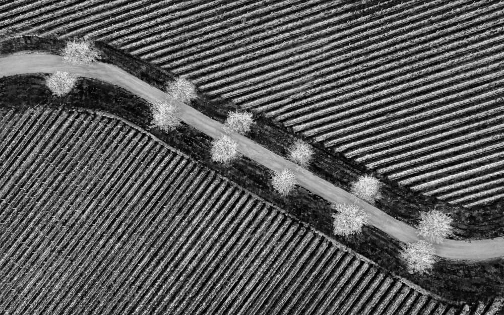 Monochrome Field Road by Irene Wu — canvas wall art