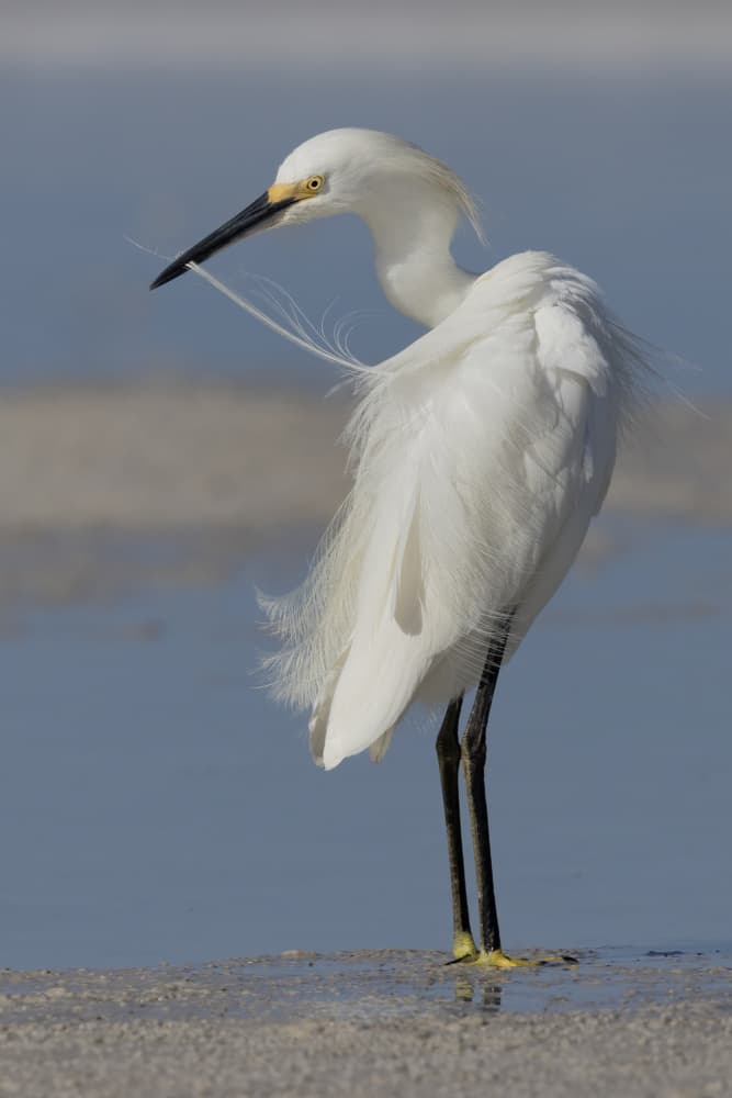 Elegant White Egret by Linda D Lester — canvas wall art