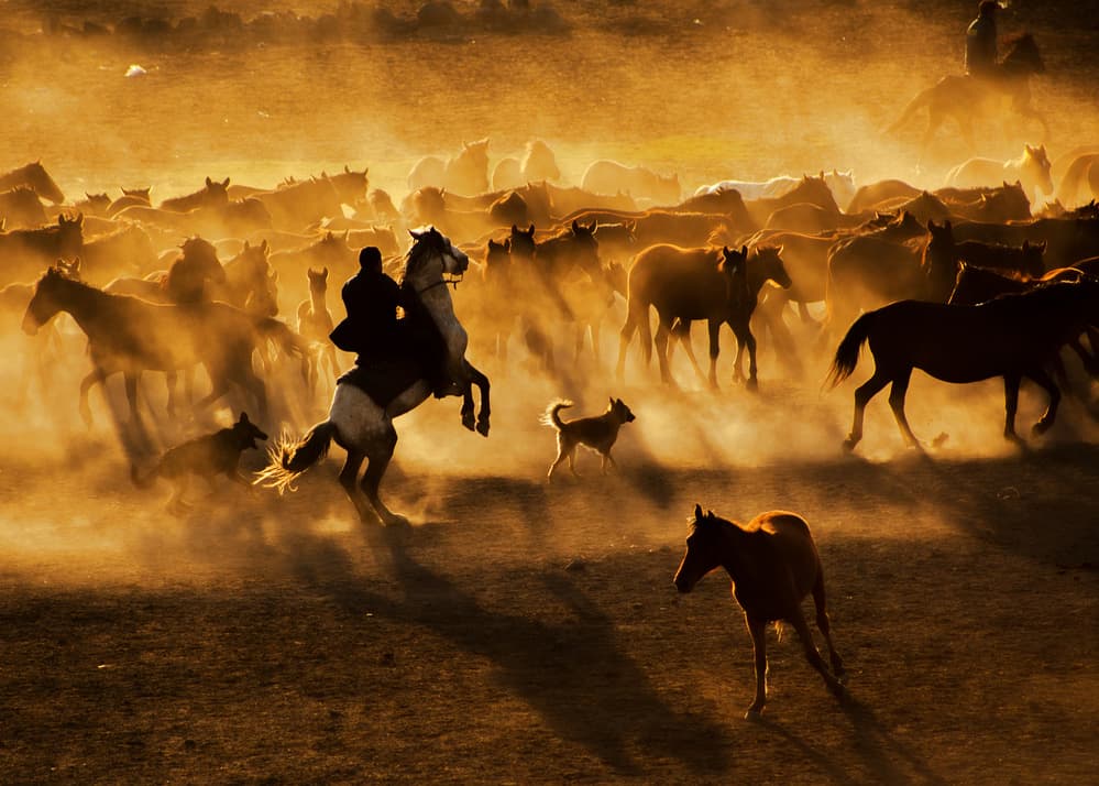 Wild Horses Golden Dust by Feyzullah Tunç — canvas wall art
