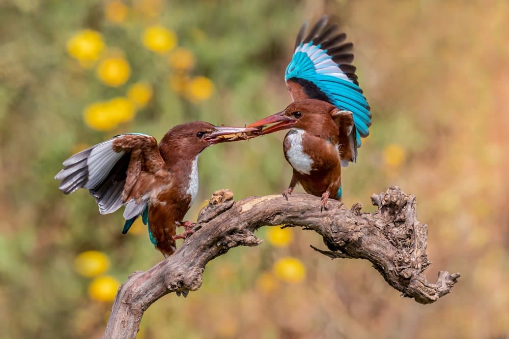 Vibrant Kingfishers Feeding by David Manusevich — canvas wall art