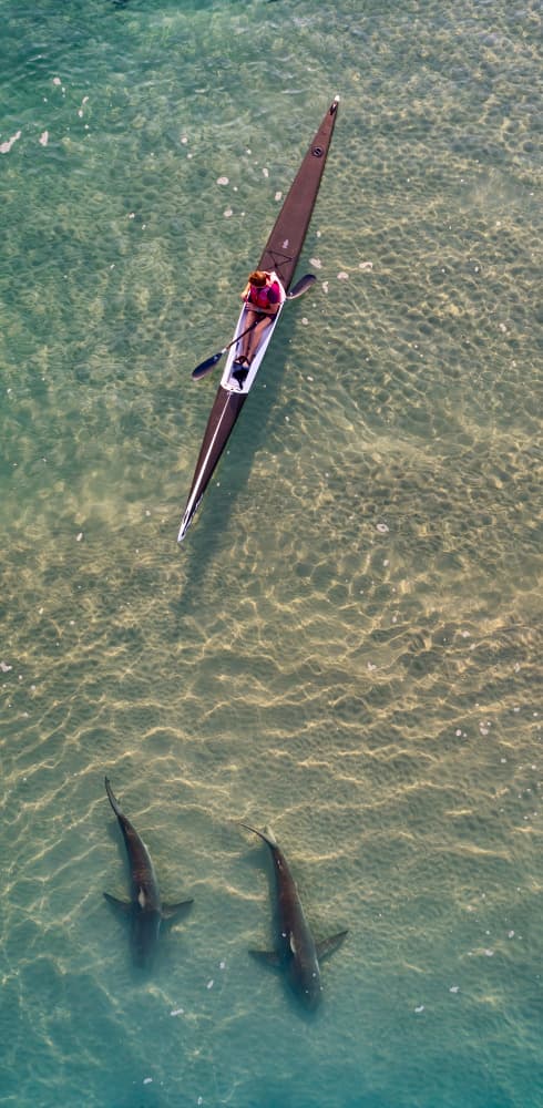 Kayaker And Sharks by Ido Meirovich — canvas wall art
