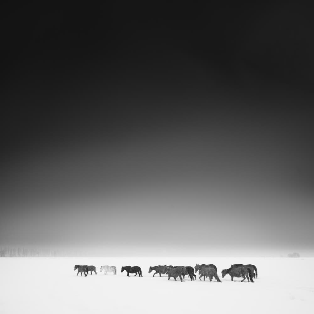 Wild Horses Snowy Plain by Bingo Z — canvas wall art