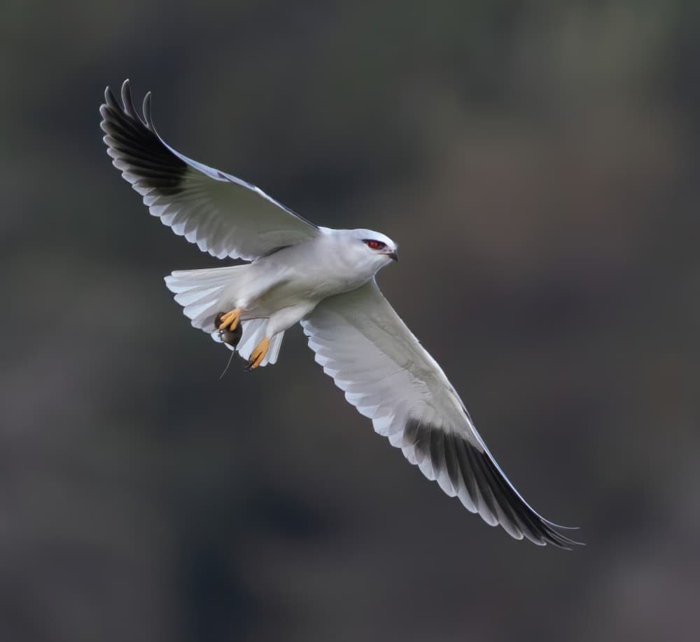 White Kite In Flight by Guy Wilson — canvas wall art
