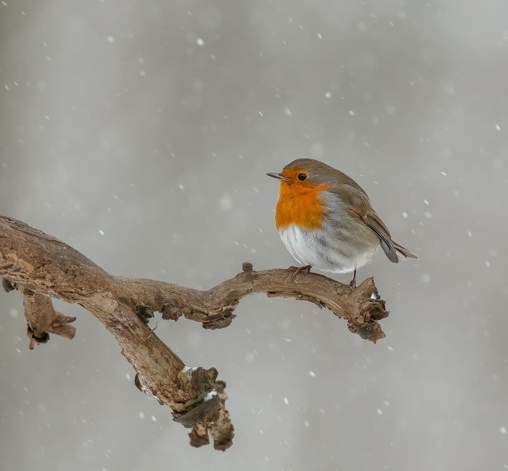 Robin on Snowy Branch by Annie Keizer — canvas wall art