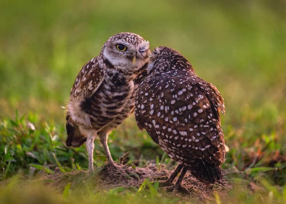 Winking Owl Secret by Hanping Xiao — canvas wall art