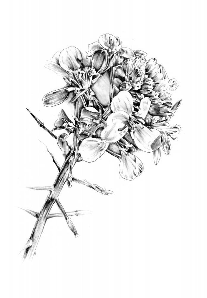 Thorns and Blooms by Kulik — canvas wall art