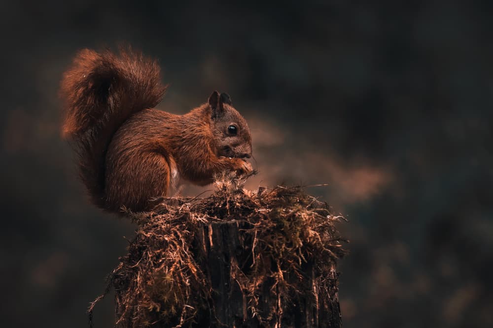 Forest Squirrel Eating by Gert J ter Horst — canvas wall art