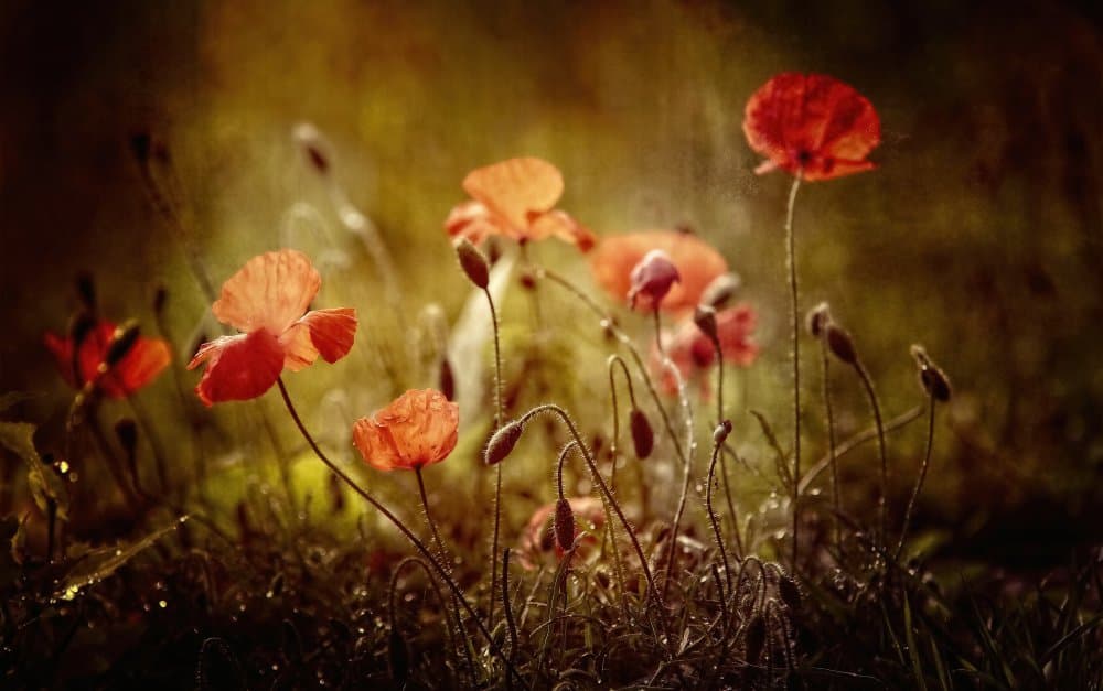 Golden Hour Poppies by Anna Cseresnjes — canvas wall art