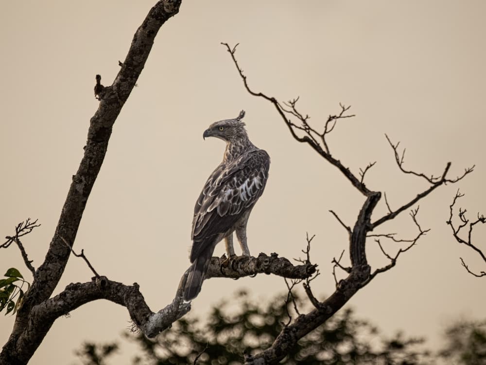 Majestic Crested Eagle by Henk Goossens — canvas wall art