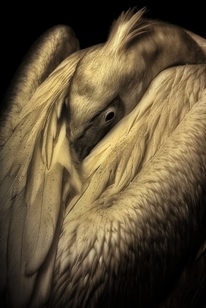 Golden Pelican Slumber by Antje Wenner-Braun — canvas wall art