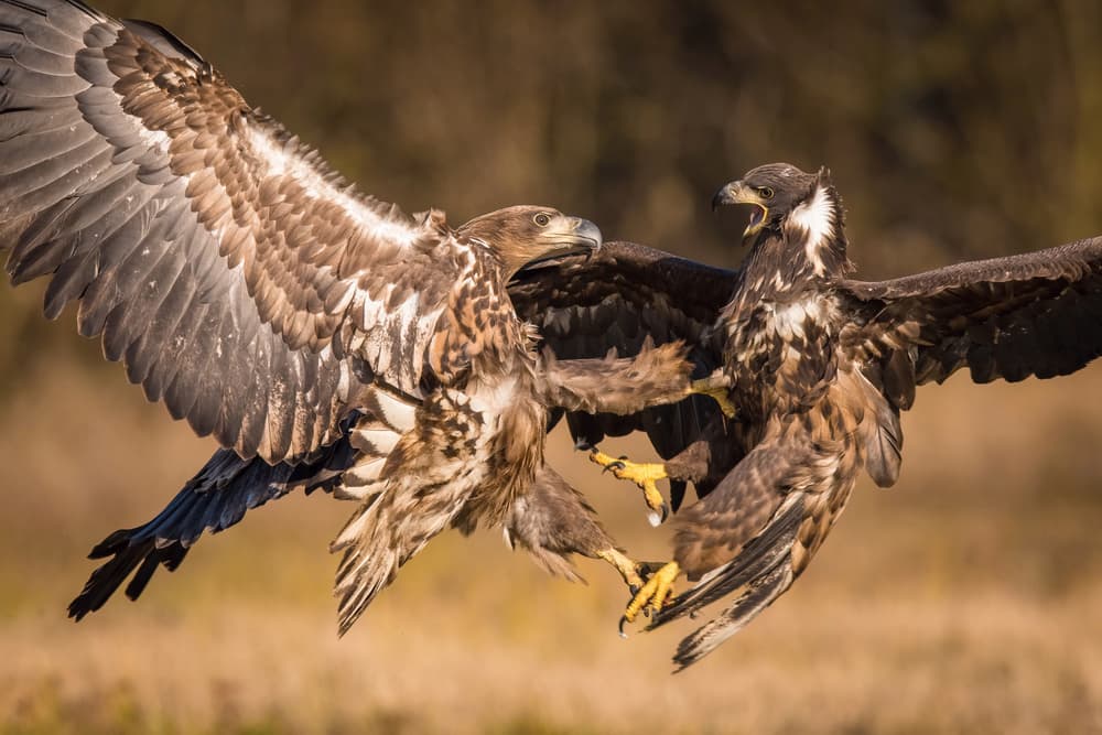 Dynamic Eagle Fight by Petr Simon — canvas wall art