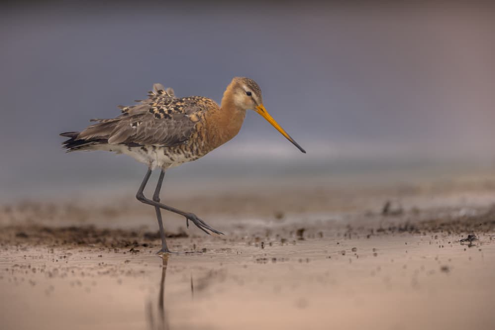 Elegant Wading Bird by Gert J ter Horst — canvas wall art