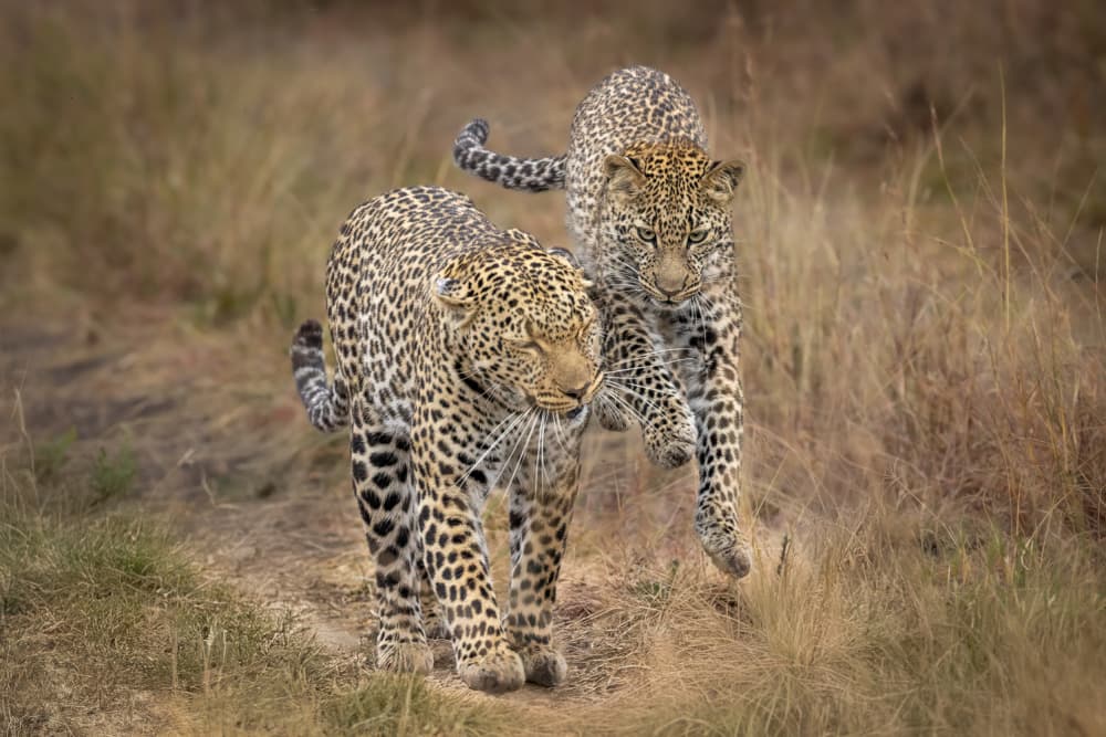 Leopard And Cub Play by Mark Strom — canvas wall art