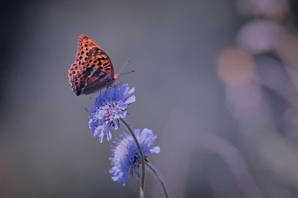 Vibrant Butterfly Bloom by Stuart Williams — canvas wall art