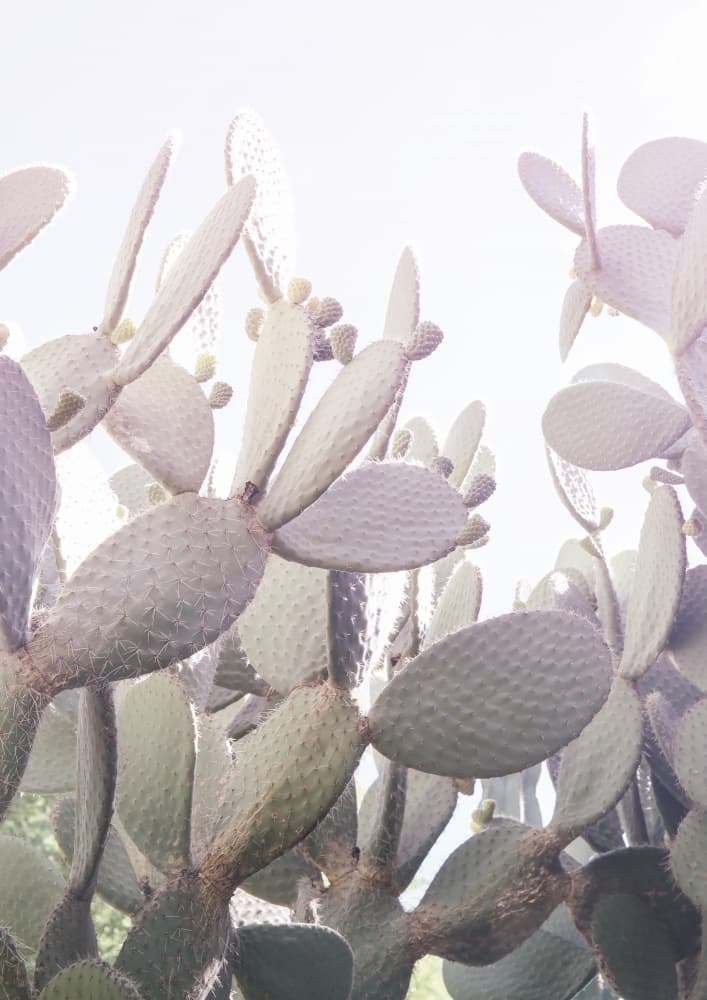 Prickly Serenity by Shot by Clint — canvas wall art