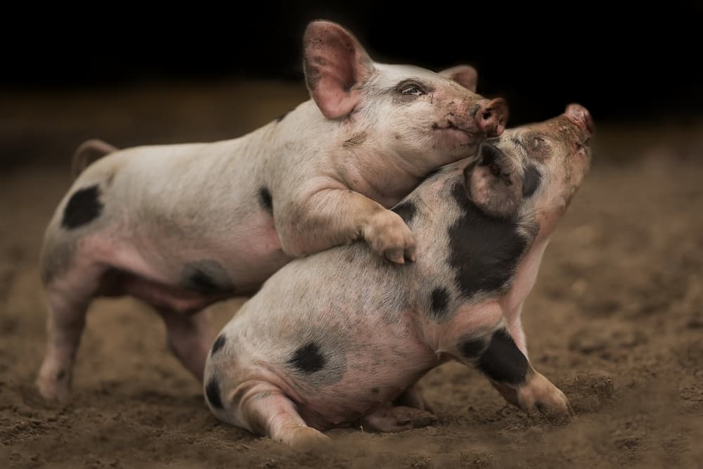 Two Playful Piglets by Gert van den Bosch — canvas wall art