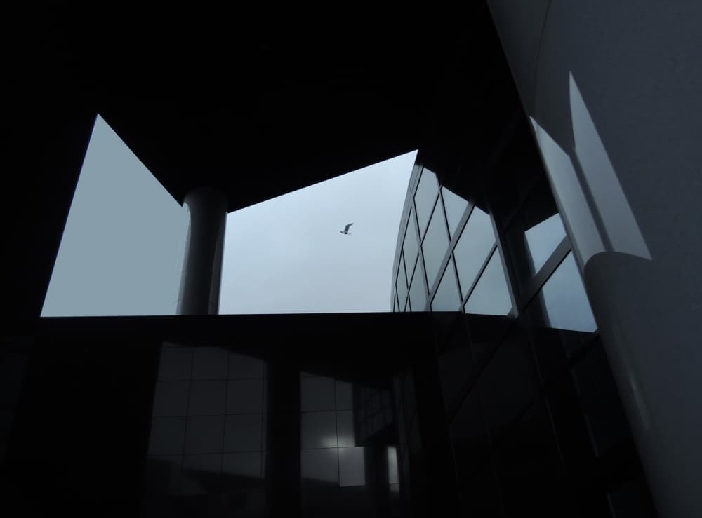 Modern Bird Flight by Huib Limberg — canvas wall art