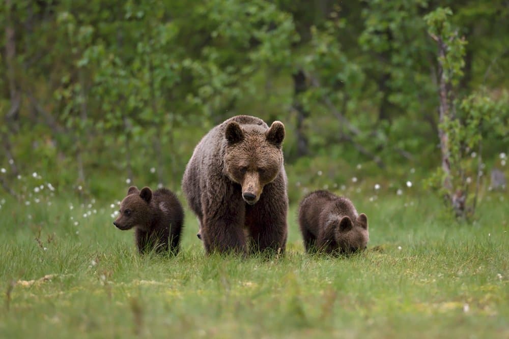 Mother Bear and Cubs by Marco Pozzi — canvas wall art