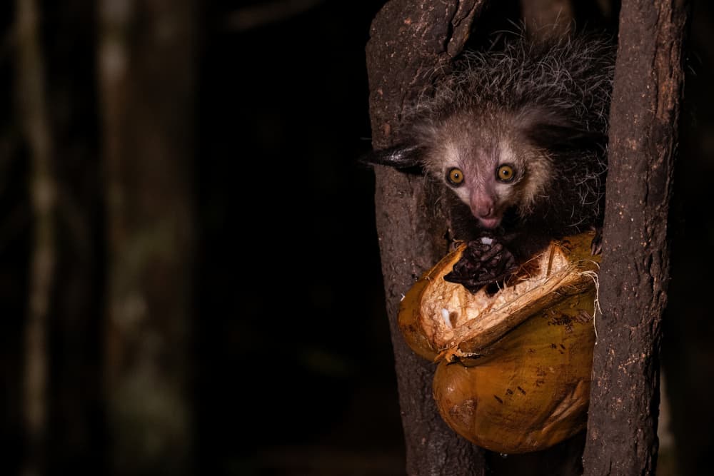 Nocturnal Aye Aye Eating by Serge Melesan — canvas wall art